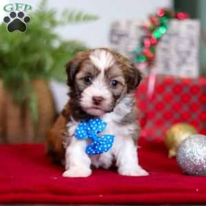 Rover, Havanese Puppy
